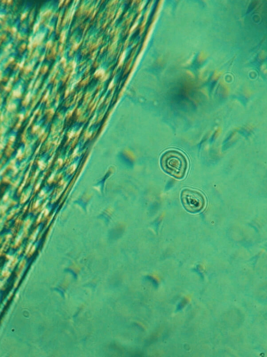 Advanced Micellar Water | Vegan Makeup Remover BYMANYC ® New York - BYMANYC ® New York  